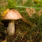 Виды грибов Владимирской области в 2019