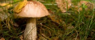Types of mushrooms in the Vladimir region in 2019