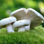 Types of false milk mushrooms