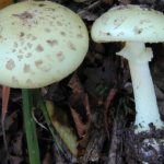 Everything you need to know about white fly agarics