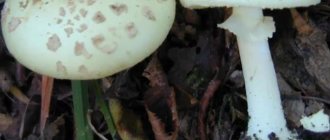 Everything you need to know about white fly agarics
