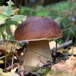 growing porcini mushrooms in the garden