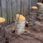 Growing honey mushrooms at home