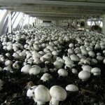 Growing champignons for sale