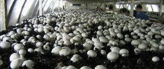 Growing champignons for sale