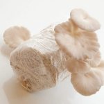 Growing oyster mushrooms in an apartment