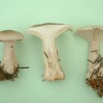 higher mushrooms