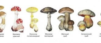 ядовитые грибы