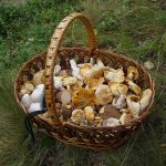 Poisonous mushrooms of the Moscow region