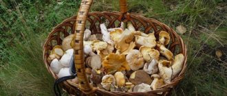 Ядовитые грибы Подмосковья