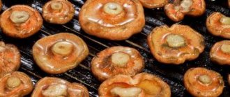 Fried saffron milk caps - the best ideas for preparing delicious mushroom dishes